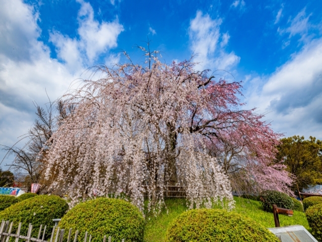 京都府の風景：京都府円山公園